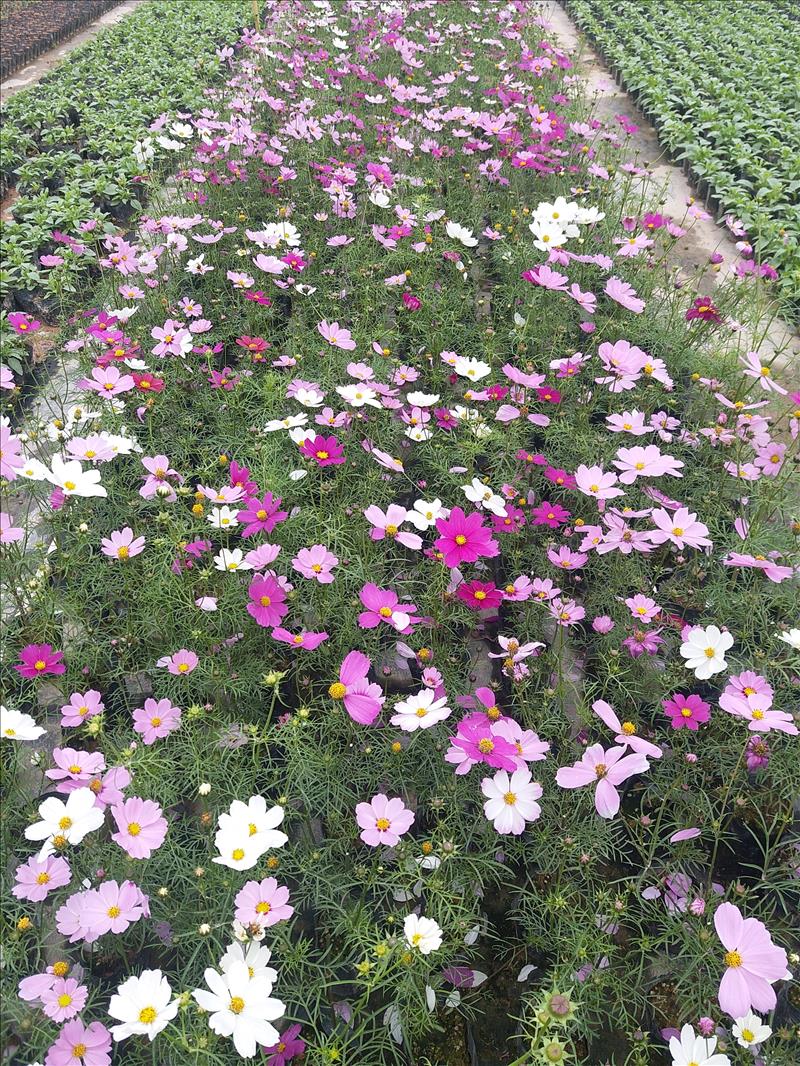 波斯菊