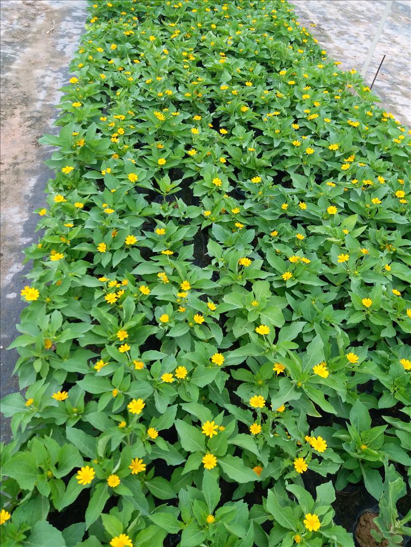 黄帝菊