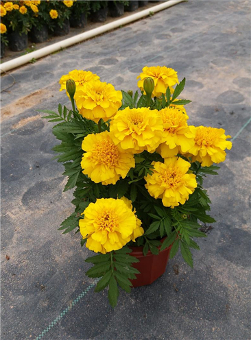 孔雀草
