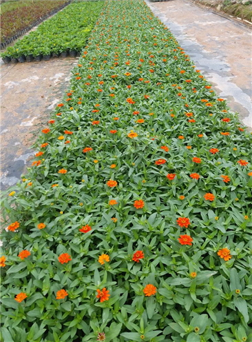 百日草