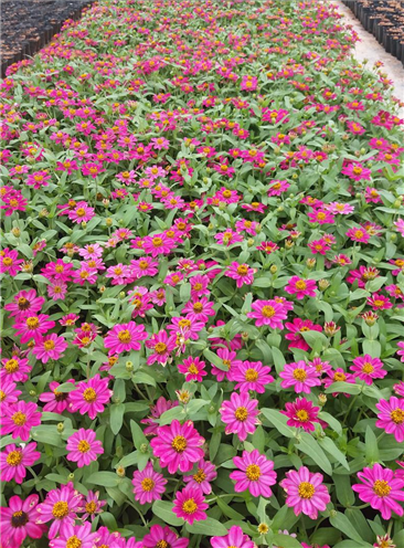 百日草