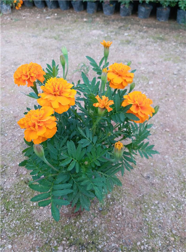 孔雀草