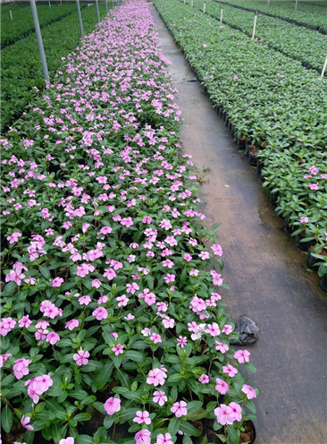 长春花